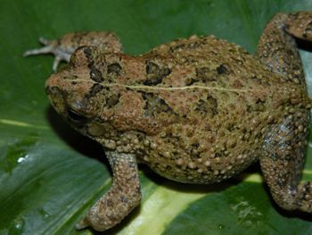 Media type: image;   Herpetology A-148091 Aspect: dorsal
